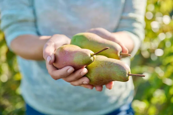 Close Frische Reife Saftige Birnen Frauenhänden Freien Ernte Obstgarten Sommerherbstzeit — Stockfoto