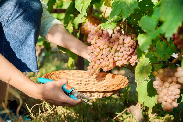 Zbliżenie Kobieta Ręka Krojenie Sekator Zbiór Różowy Organiczny Dojrzały Winogrono — Zdjęcie stockowe