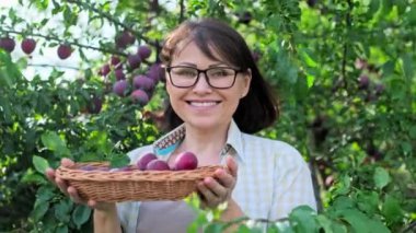 Middle aged woman with harvest of plums in wicker plate outdoor, plum tree, orchard background. Gardening, farming, hobby, leisure, summer autumn season, healthy food concept