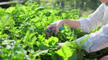 Close-up of womans hands with pruner in wicker plate cutting crop of fresh fragrant parsley. Growing natural organic eco herbs in garden farm. Food horticulture summer harvesting cooking agriculture