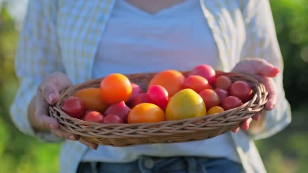 熟した赤と黄色のトマトを女性の手でバスケットを閉じ 屋外の自然植物園の背景 野菜の収穫 有機エコ製品の栽培 夏の秋 園芸農業 — ストック動画