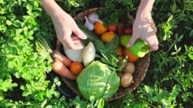 Birçok farklı sebze ve sebze yumurtlayan kadın elleriyle sepetin en üst görüntüsü. Doğal biyo-sebzeler ve bitkiler, organik tarım hasadı, sağlıklı yiyecekler, vejetaryenlik, yaz mevsimi baharı baharı.