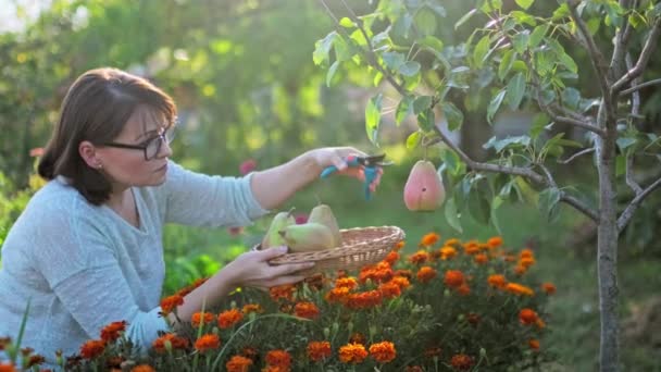 Retrato Mujer Sonriente Huerto Frutas Recogiendo Peras Maduras Con Tijeras — Vídeos de Stock
