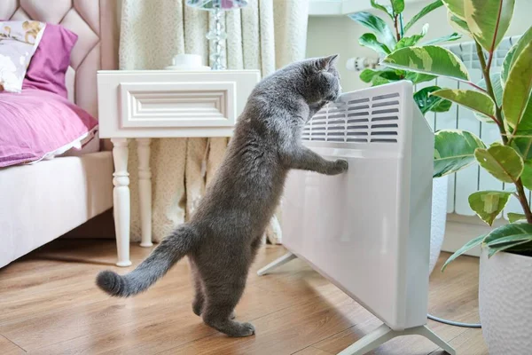Gato Doméstico Casa Cerca Del Radiador Calefacción Temporada Calefacción Radiador —  Fotos de Stock