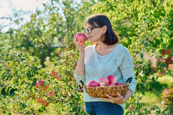 Mujer Cosechando Manzanas Rojas Orgánicas Jardín Soleado Día Otoño Hembra — Foto de Stock