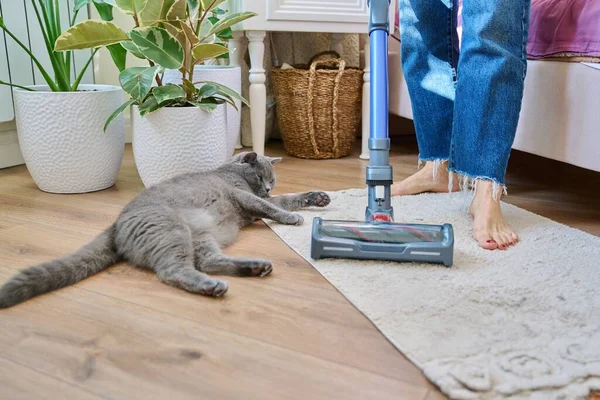 掃除機で家を掃除 ペット猫と女性 クローズアップ女性の足 掃除機のブラシ 部屋のカーペット クリーニング ほこり 綿毛アレルギーの概念 — ストック写真