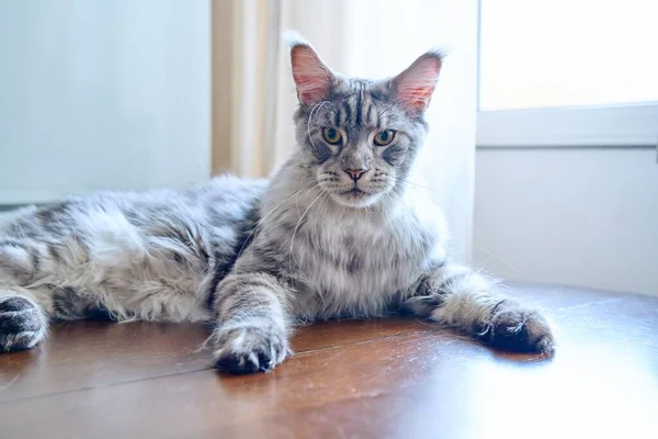 Porträt Einer Ernsthaften Katze Die Die Kamera Blickt — Stockfoto