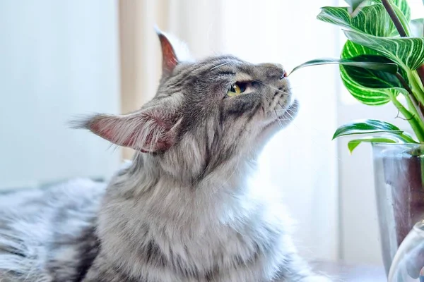Close Gato Cheirando Mordendo Uma Planta Sala Verde Animais Estimação — Fotografia de Stock