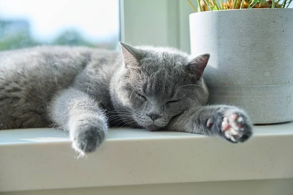 Расслабленный Спящий Серый Кот Солнечном Окне Серый Британский Питомец Лежит — стоковое фото