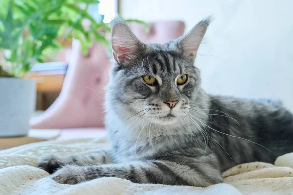 Γκρι Γάτα Ξεκουράζεται Στο Σπίτι Στο Κρεβάτι Αξιολάτρευτο Χνουδωτό Νεαρό — Φωτογραφία Αρχείου