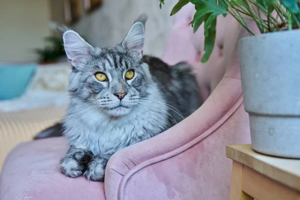 Porträtt Avslappnad Grå Katt Liggande Fåtölj Hemma Silverförtjusande Barnslig Maine — Stockfoto
