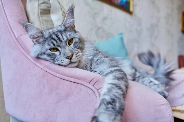 在家里的扶手椅上躺着一只松懈的灰猫的画像 银色可爱的纯真美眉 坐在粉色天鹅绒椅子上 看着相机 宠物概念 — 图库照片