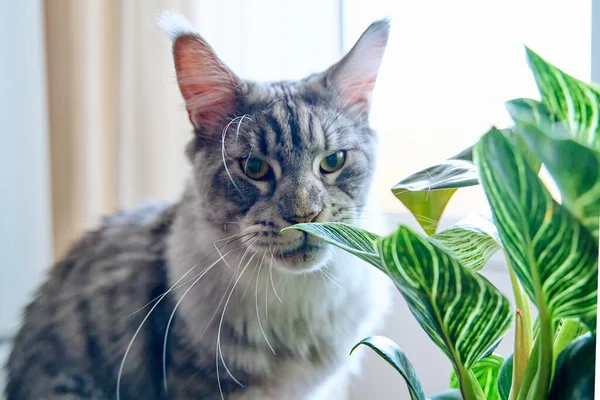 Close Gato Cheirando Mordendo Uma Planta Sala Verde Animais Estimação — Fotografia de Stock
