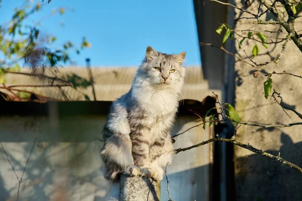 Gato Gris Esponjoso Sentado Una Valla Toma Sol Día Claro —  Fotos de Stock