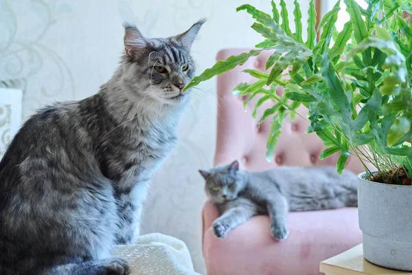 Двоє Чистокровних Котів Вдома Сидять Лежачи Стільцях Тварини Дім Спосіб — стокове фото