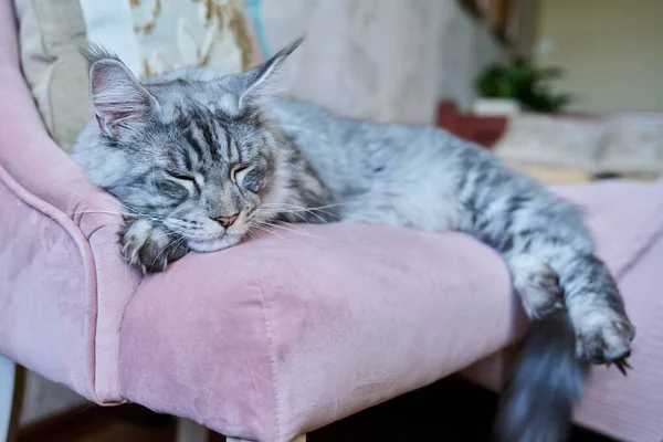 Portrait Chat Gris Détendu Couché Sur Fauteuil Maison Argent Adorable — Photo