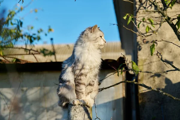 晴れた秋の日に太陽の下で柵の上に座っている灰色のふわふわの猫 — ストック写真