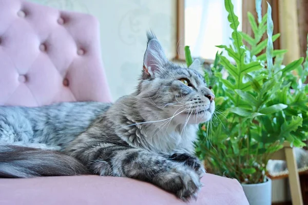 Retrato Gato Gris Relajado Acostado Sillón Casa Plata Adorable Pedigrí —  Fotos de Stock