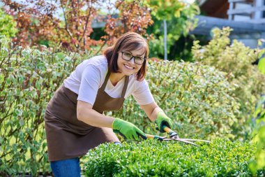Kadın bahçıvan arka bahçede çit kesiyor, önlüklü gülümseyen bir kadın ve bahçe makası ile eldivenli yeşil bir boxwood çalısı oluşturuyor, kameraya bakıyor. Bahçede çalışmak, bahçıvanlık, bahçe düzenlemesi.