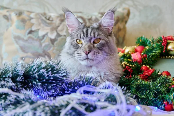 Gray pet cat at home on the sofa with festive Christmas New Years accessories. Pedigree maine coon looking at camera. Merry Christmas, comfort cozy warmth in winter cold season