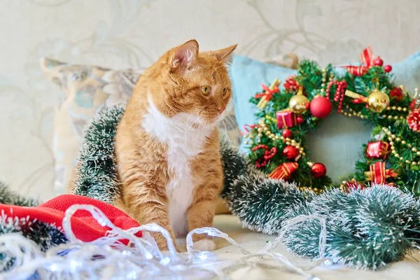 Red funny fat cat at home on sofa with festive Christmas New Years accessories. Ginger pet cat, Merry Christmas, comfort cozy warmth in winter cold season