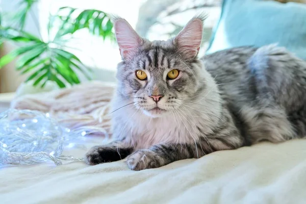 Retrato Hermoso Gato Raza Pura Gris Descansando Sofá Casa Mascota —  Fotos de Stock