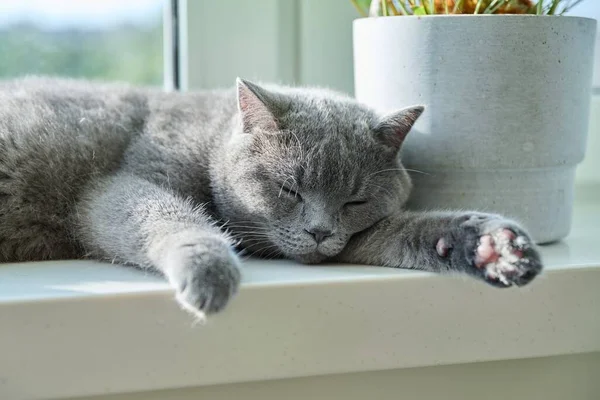 Расслабленный Спящий Серый Кот Солнечном Окне Серый Британский Питомец Лежит — стоковое фото