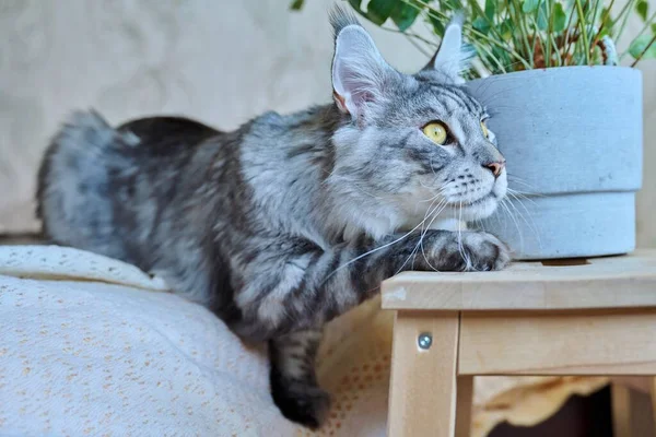 Atractiva Pura Raza Plata Maine Coon Gato Mirando Hacia Arriba —  Fotos de Stock