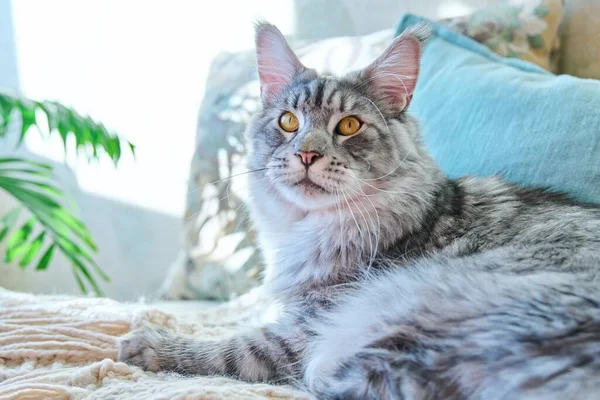 美丽纯正的灰猫躺在沙发上躺在家里的画像 松松垮垮的毛绒绒宠物缅因 家舒适温暖的宠物概念友谊宠物 — 图库照片