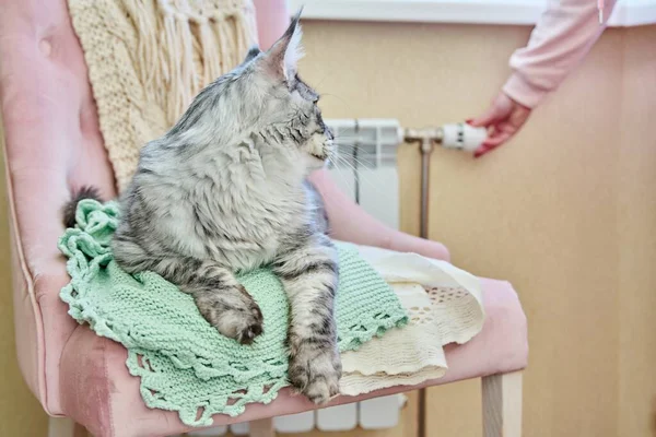 Red Ginger Cat Lying Warming Chair Heating Radiator Woman Regulating — Stock Photo, Image