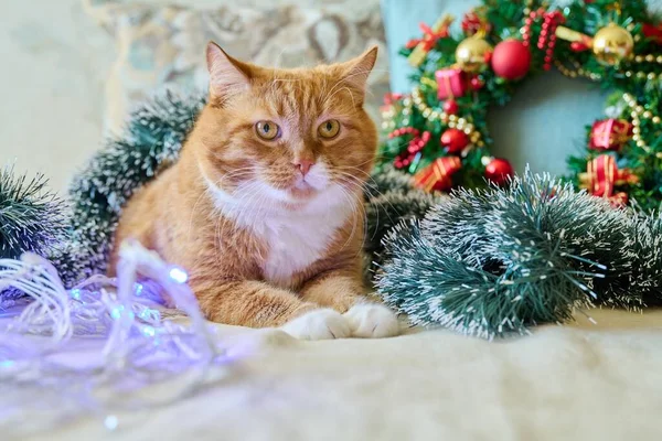 Red funny fat cat at home on sofa with festive Christmas New Years accessories. Ginger pet cat, Merry Christmas, comfort cozy warmth in winter cold season