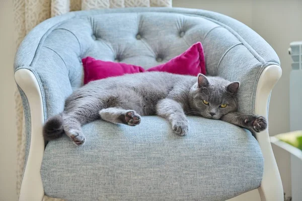 Avslappnad Lat Viktig Rolig Grå Brittisk Katt Liggande Sover Sammet — Stockfoto