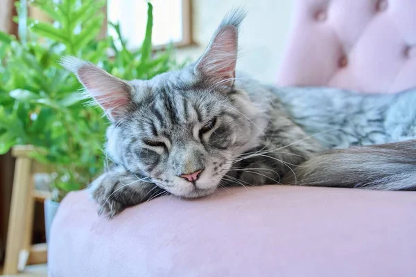 Portrait Chat Gris Détendu Couché Sur Fauteuil Maison Argent Adorable — Photo