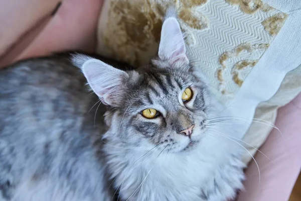 迷人的纯银缅因州猫抬头看 在一个家的内部 宠物概念 — 图库照片