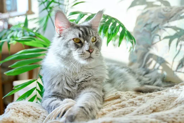 Retrato Belo Gato Cinza Puro Descansando Sofá Casa Relaxado Macio — Fotografia de Stock