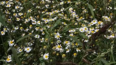 berlin yakınındaki bir çayırda papatyalar