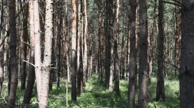 Orman Berlin Almanya