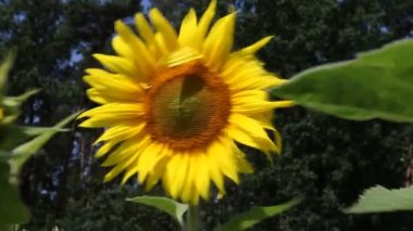 Ayçiçeği civarında berlin, Almanya