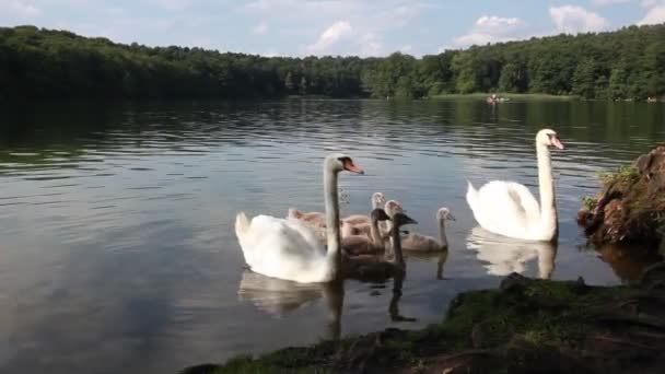 Cisnes inminentes — Vídeos de Stock