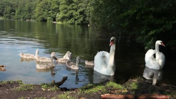 Cisnes inminentes — Vídeo de stock