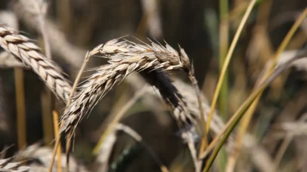 Campo de trigo perto de Berlim, na Alemanha — Vídeo de Stock