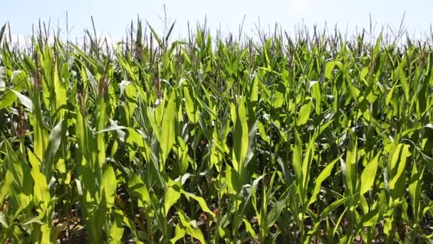 Corn grown in the vicinity of Berlin — Stock Video