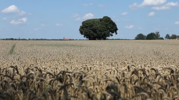 Campo de trigo cerca de Berlín en Alemania — Vídeos de Stock