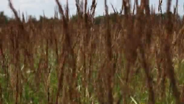 Grassen in een weiland in de buurt van Berlijn — Stockvideo