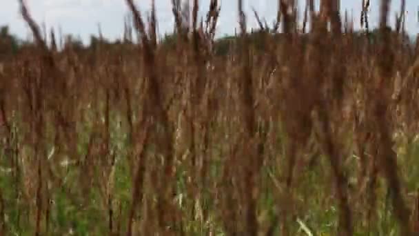 Gramíneas em um prado perto de Berlim — Vídeo de Stock