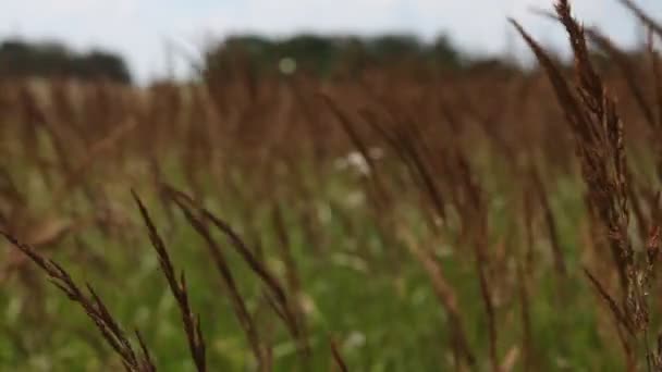 Grasses in a meadow near Berlin — Stock Video