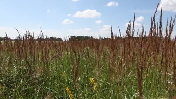 Erba in un prato vicino a Berlino — Video Stock