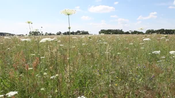 Grasses in a meadow near Berlin — Stock Video