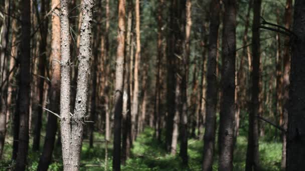 Bosque cerca de Berlín en Alemania — Vídeo de stock