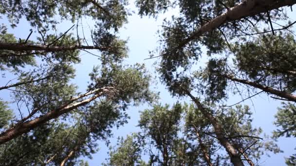 Forêt près de Berlin en Allemagne — Video